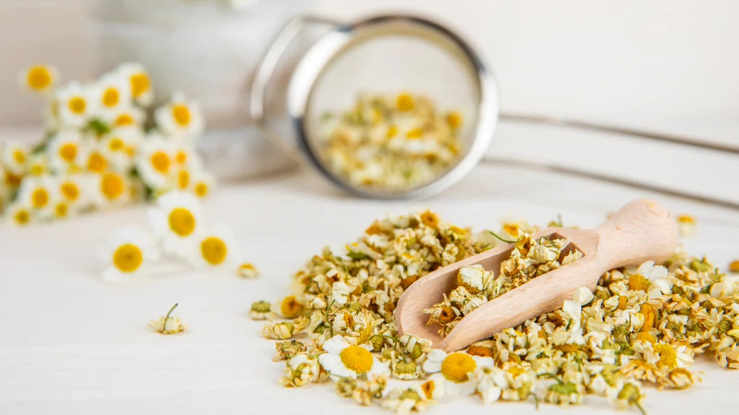 Discover-the-Multiple-Benefits-of-Chamomile Karin Herzog